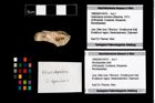 Foto (Objekt + Etikett) von Mundopsidae indet.  (NHMW-GEO-1990-0041-4370)